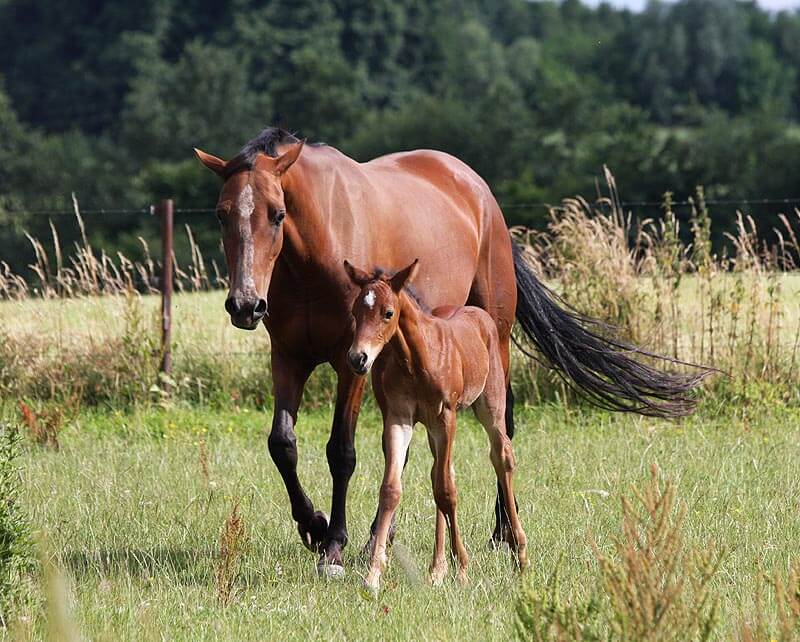 Expat Morgans leading sport stud farm in Europe